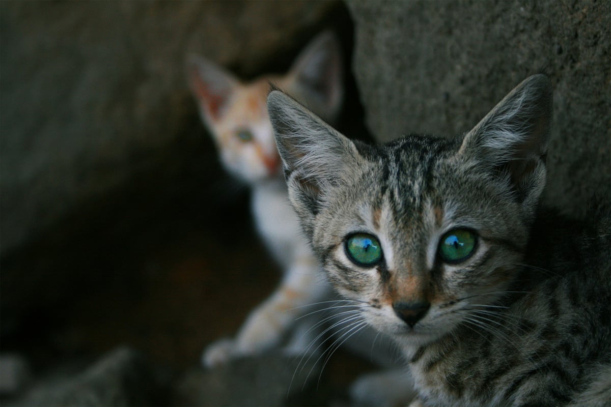 Cat reflective eyes Why do cat eyes glow?