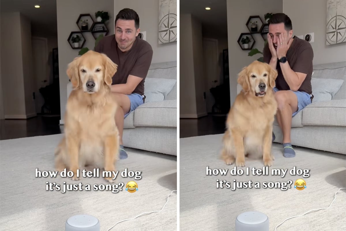 Als Mann sieht, wie Golden Retriever auf Rap-Song reagiert, kann er nicht aufhören zu lachen