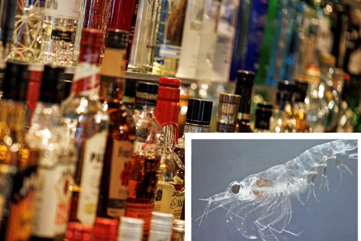 Bad hangovers? Krill oil might be the cure