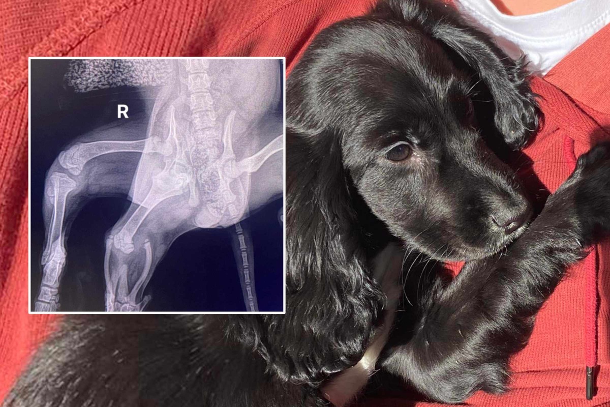 Dogs: Six-legged puppy found dumped in car park - BBC News