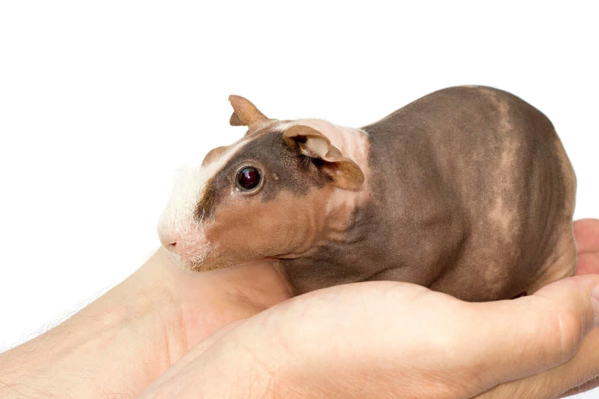 Meerschweinchen-ohne-Fell-Wie-gesund-sind-Nacktmeerschweinchen-