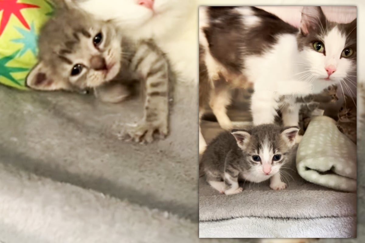 Tierheim bringt verwaiste Babys zu Streuner-Katze: Dessen Reaktion schockt alle