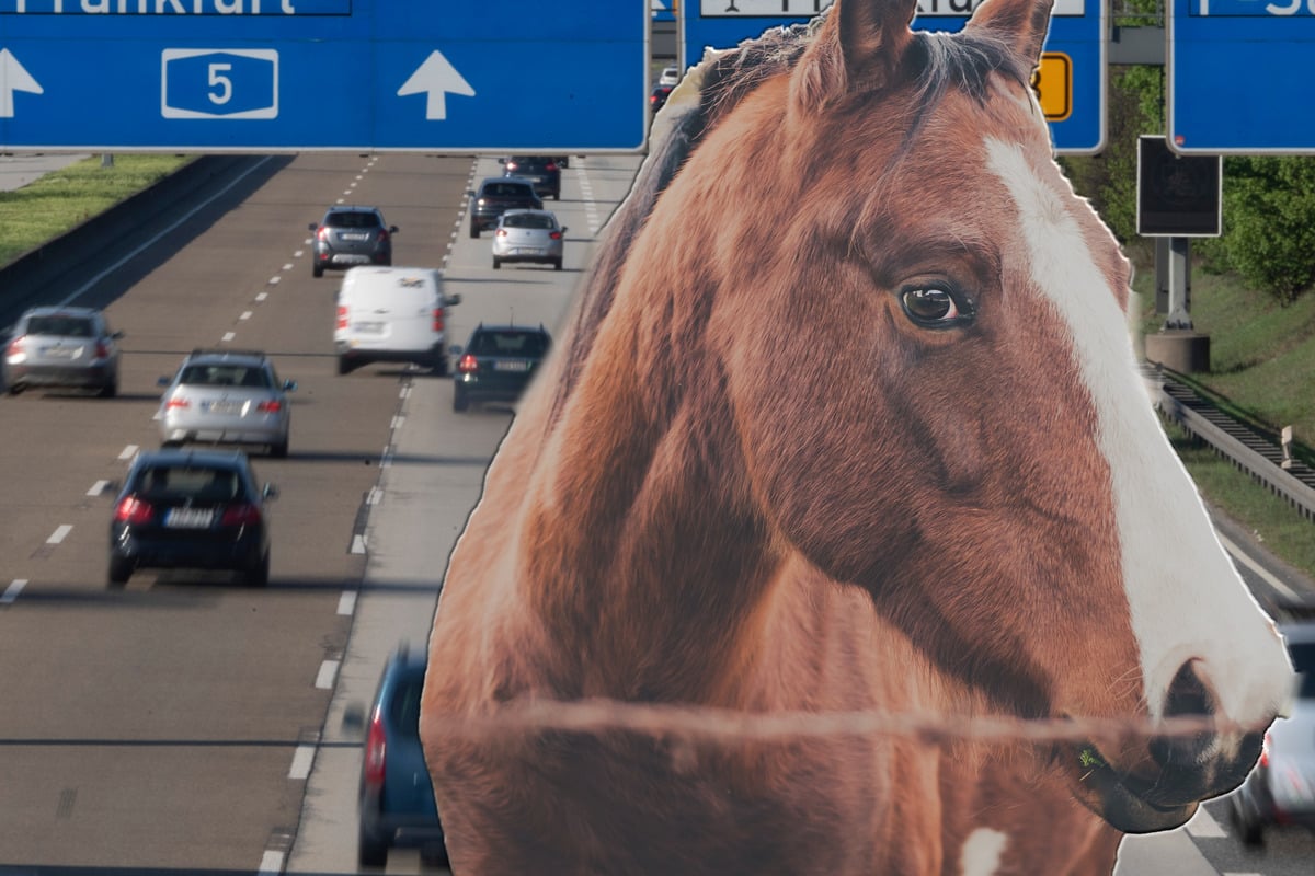 Unfall A5: Jede Hilfe kommt zu spät - Autobahn-Drama um Super-Pferd