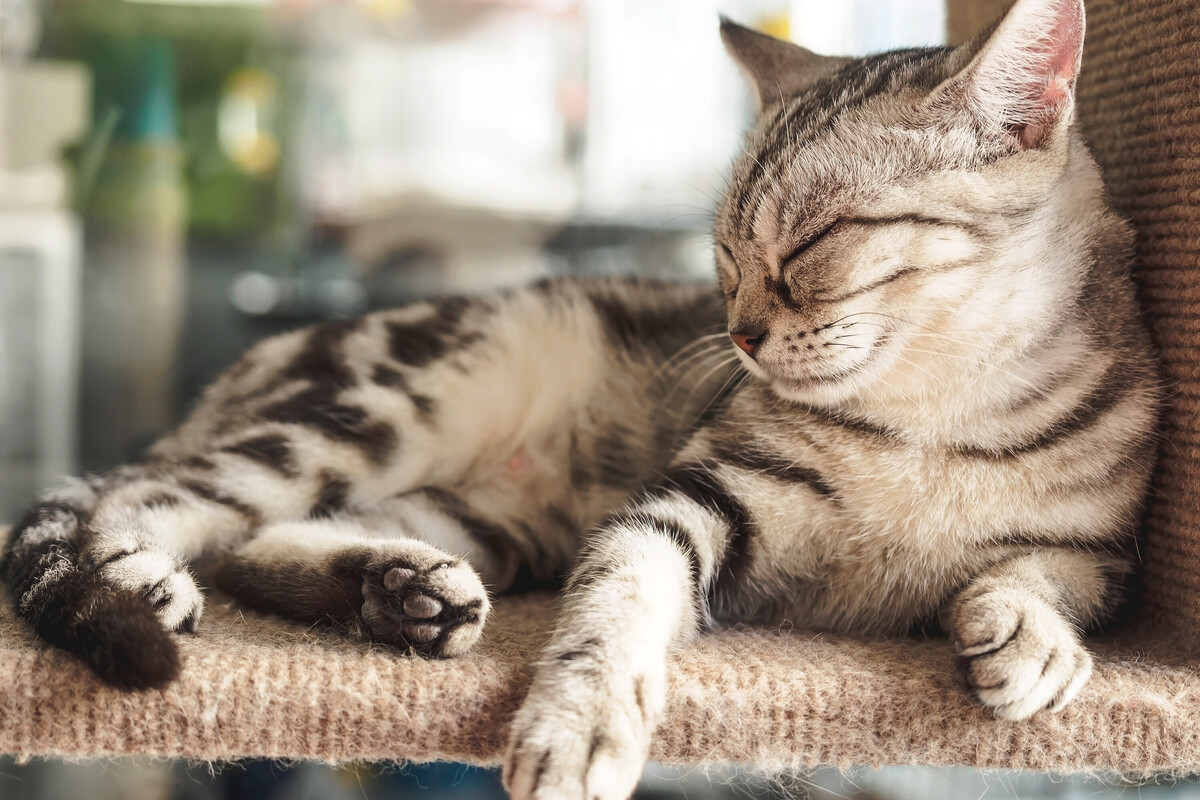 Wo schlafen Katzen am liebsten? Diese 10 Plätze lieben sie