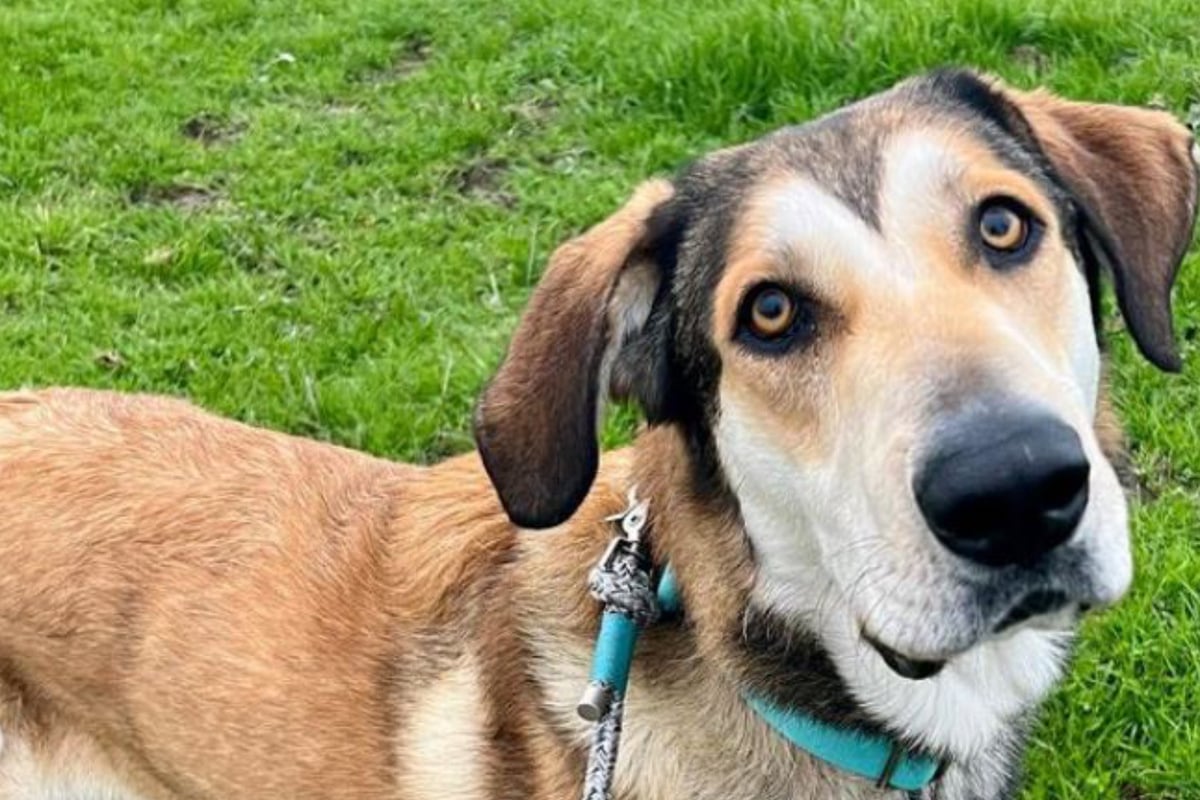 Neue Besitzer geben Hund nach 30 Minuten zurück: Ihr Grund macht Pfleger sprachlos