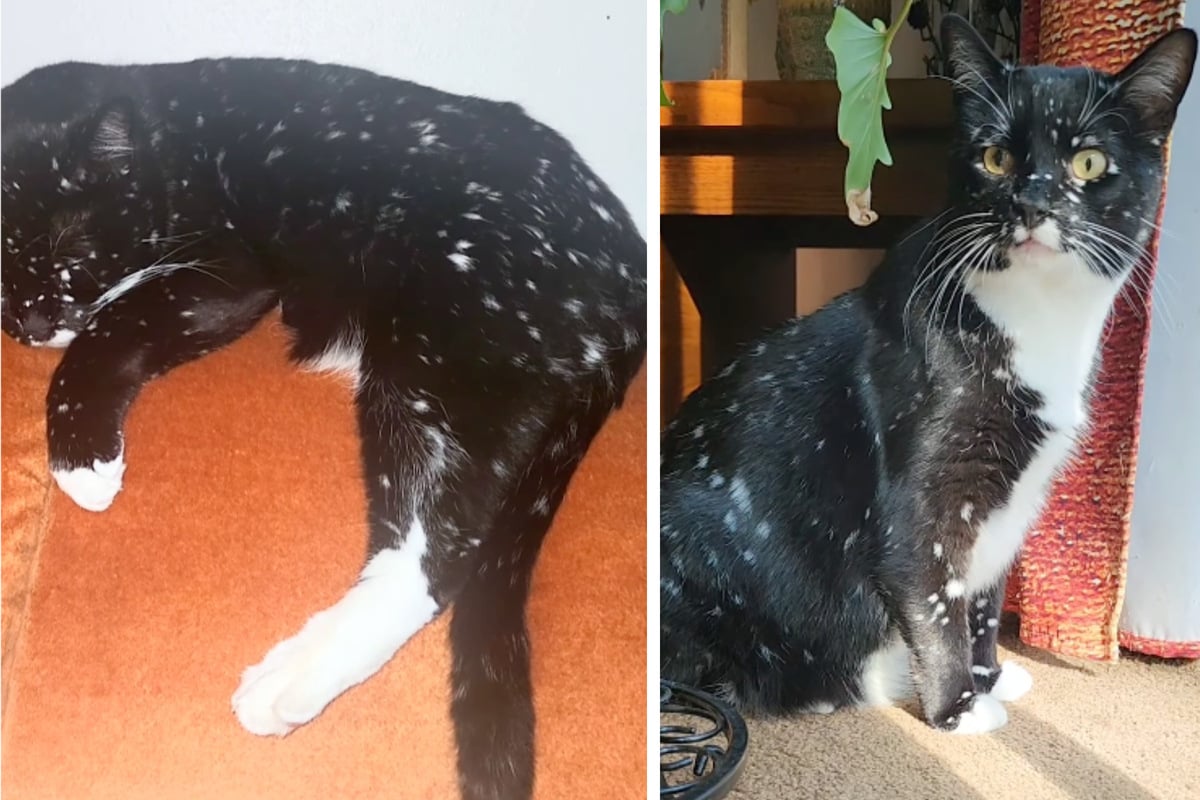 Cat's rare "galaxy" of white spots makes him a social media star!