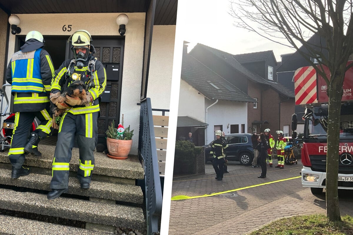 angebranntes-essen-zwei-dackel-in-verrauchter-wohnung