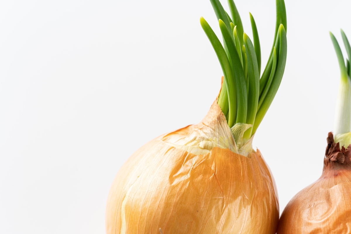 Kann Man Gekeimte Zwiebeln Noch Essen Kann man keimende Zwiebeln essen oder sind sie giftig?