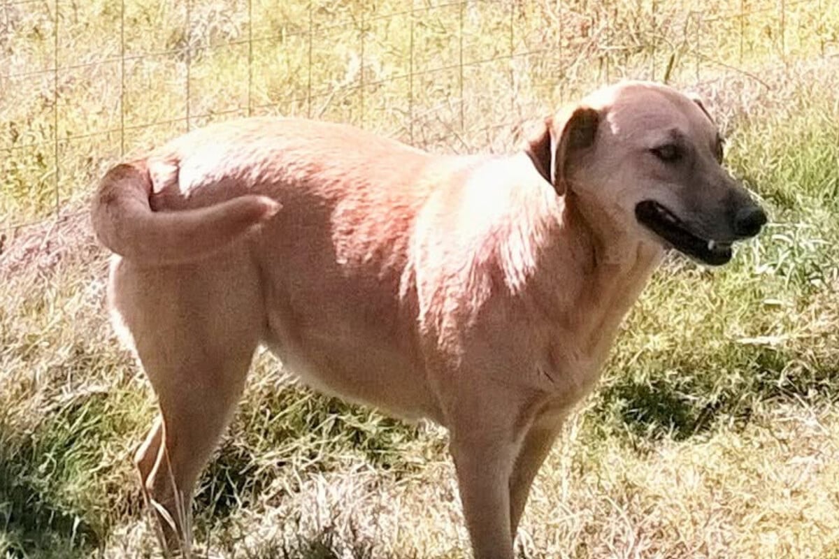 Rescue dog goes missing for six years – until a miracle changes everything