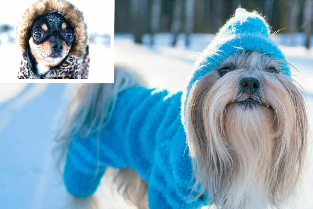 Dog coats for winter When, how, and why to bundle up your pup