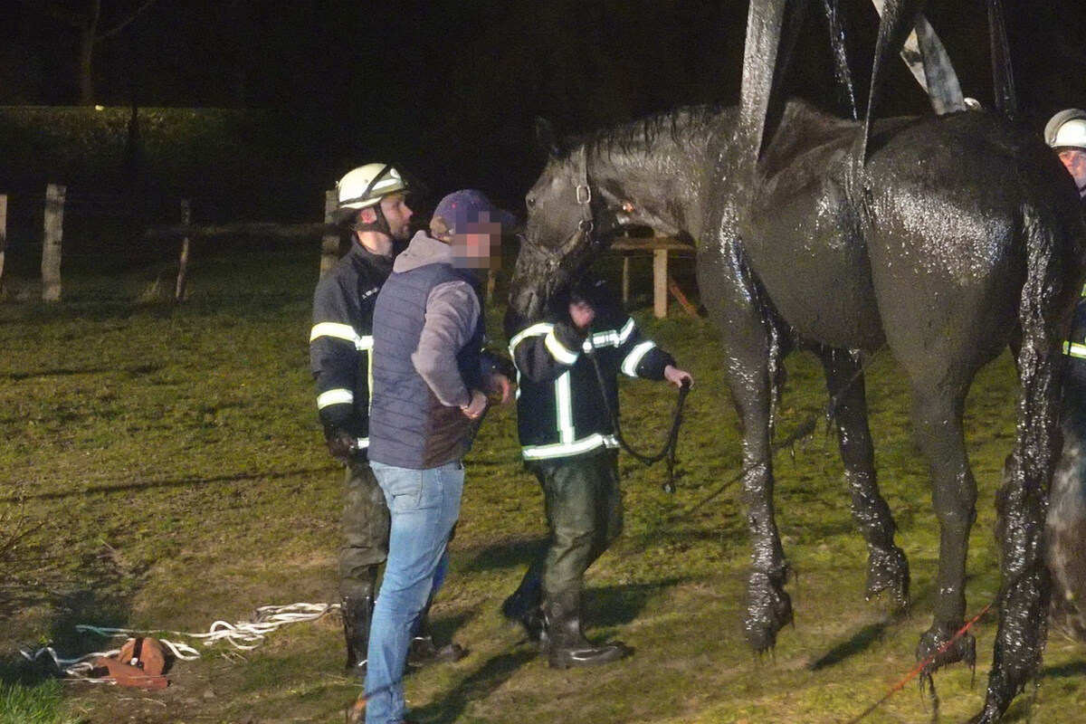 Ungewöhnlicher Einsatz am Deich: Pferd stürzt samt Reiterin in Graben