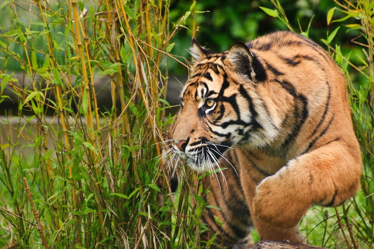 Rare Sumatran tiger released into the wild by helicopter