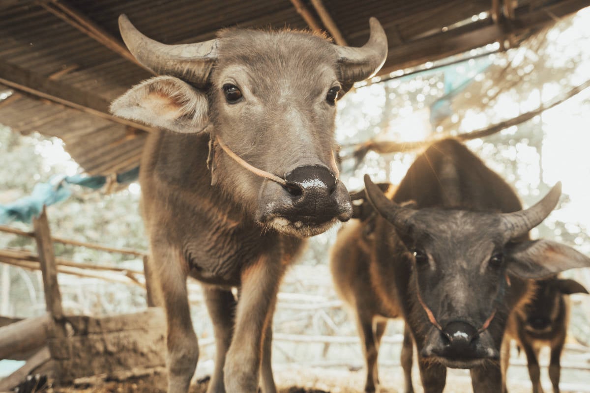 Fünf Zebu-Rinder verenden qualvoll nach Gift-Attacke: Polizei sucht Zeugen