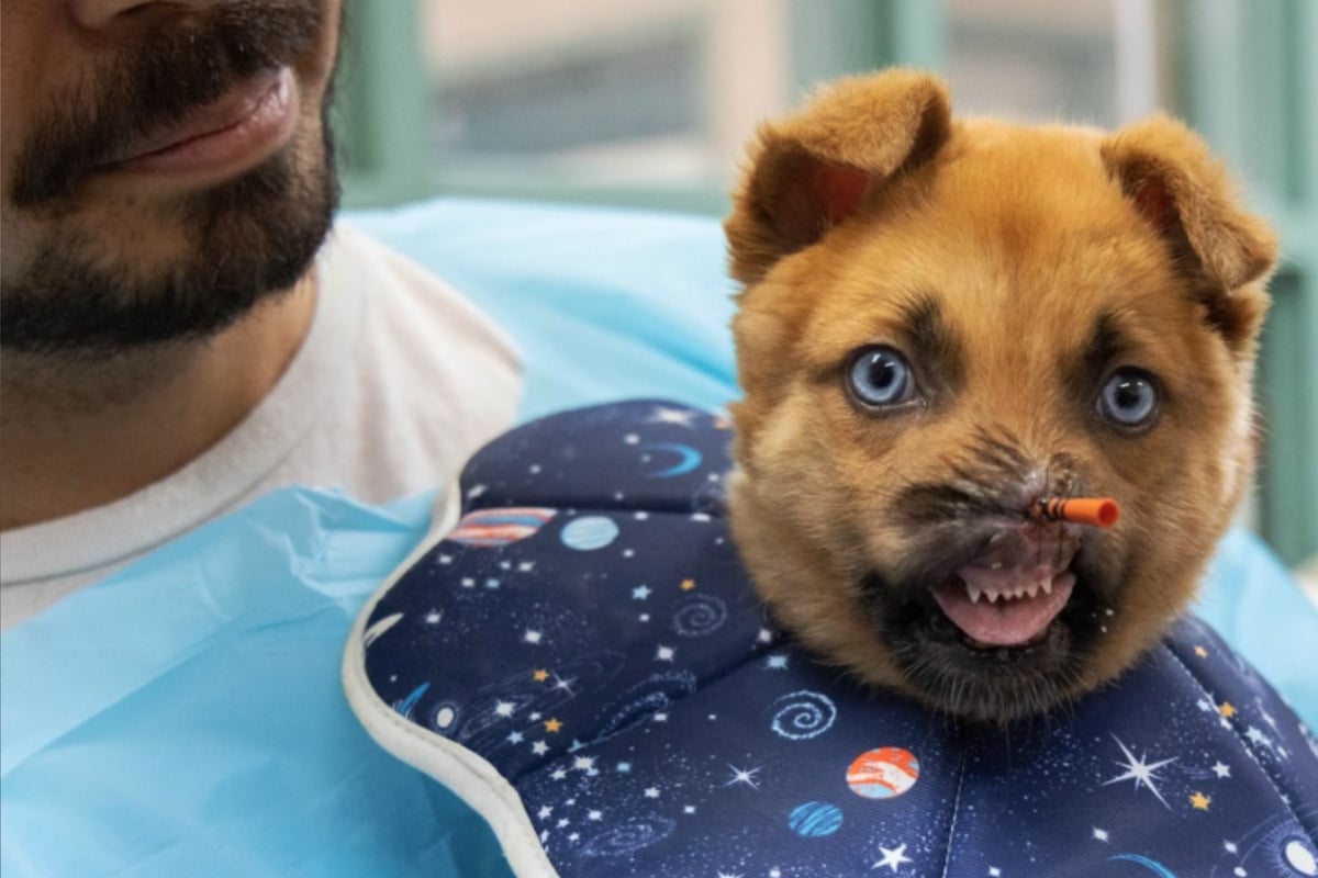 Puppy loses his whole nose in an accident – but he refuses to lose his joy for life!