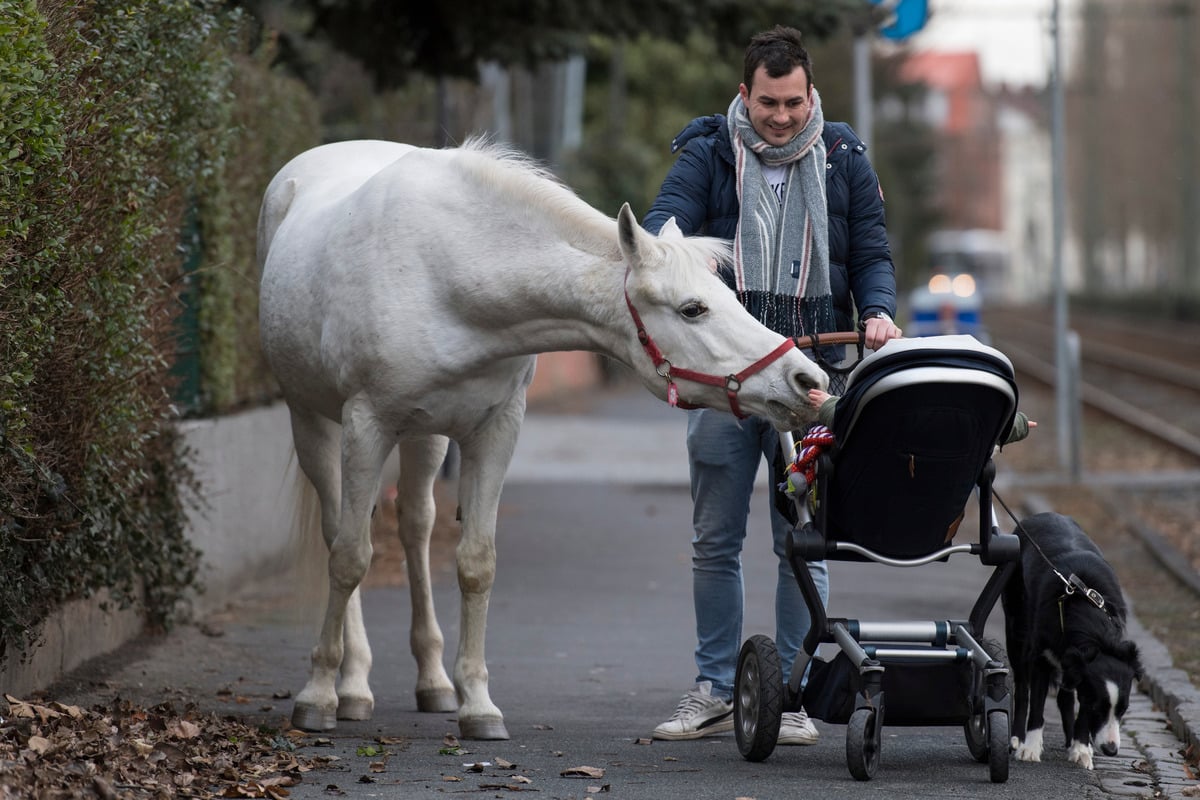 Cancer shock for well-known wandering mare: is there still hope for Jenny from Frankfurt am Main?