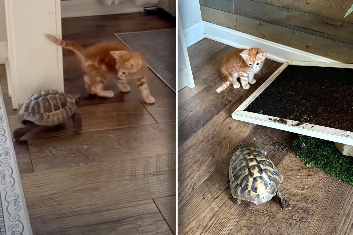 Schildkröte trifft auf Babykatze: Was dann passiert, verzückt so viele