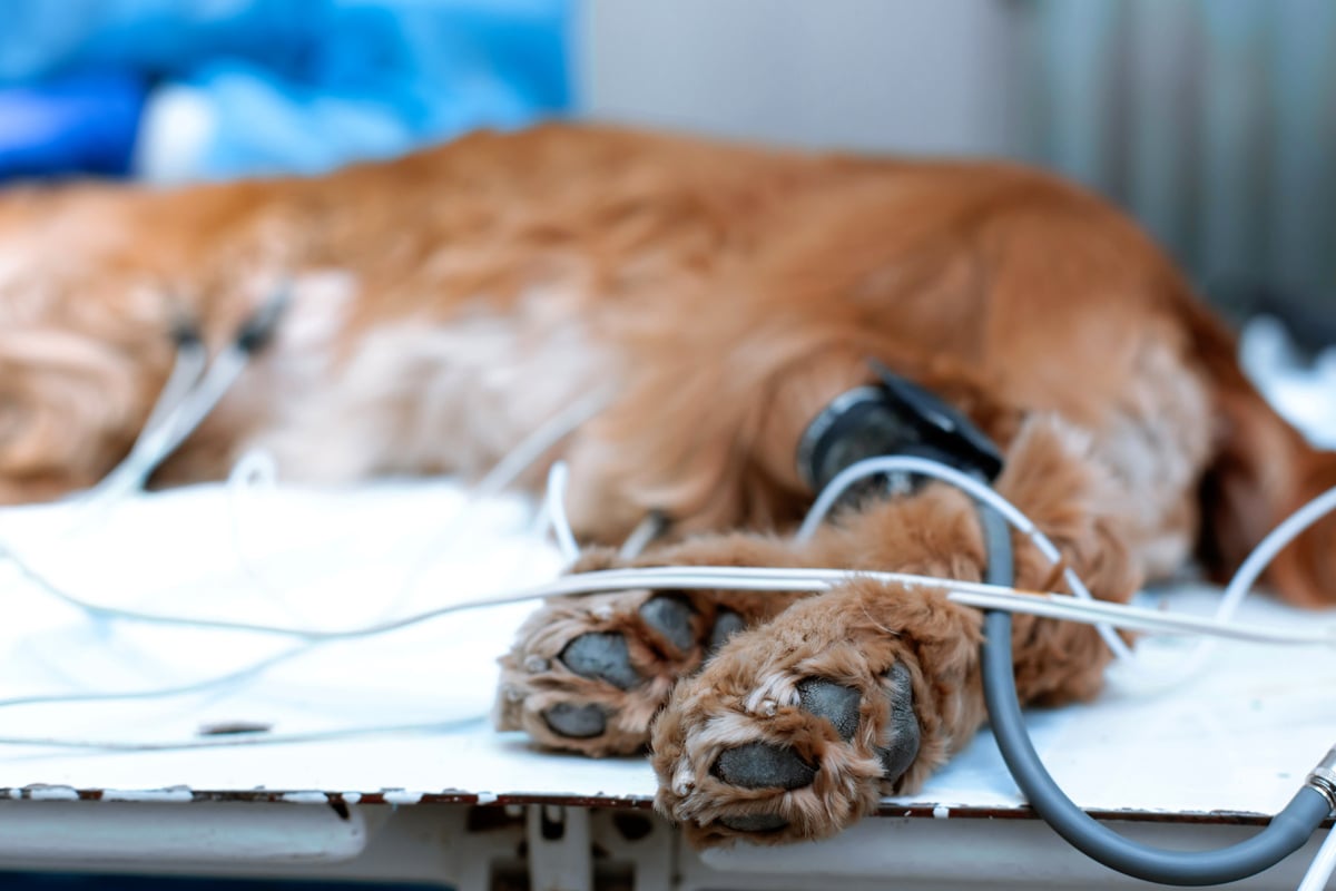 Hund-stirbt-trotz-Not-OP-an-Rattengift-War-es-ein-Unfall-oder-Absicht-