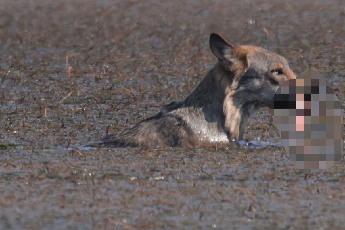 Ungewöhnliche Sichtung in Königswartha Hier holt sich der Wolf einen