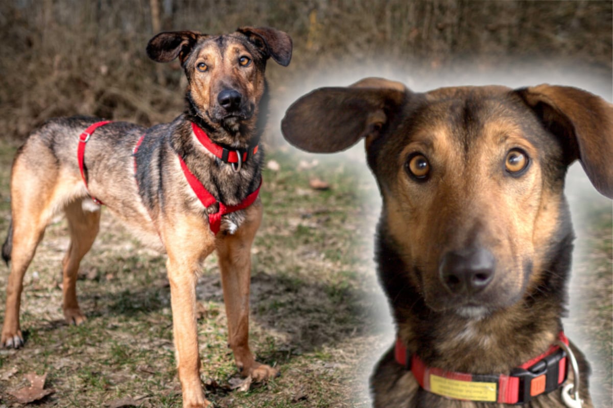 Absoluter Traumhund: Damit begeistert Aris seine Pflegefamilie