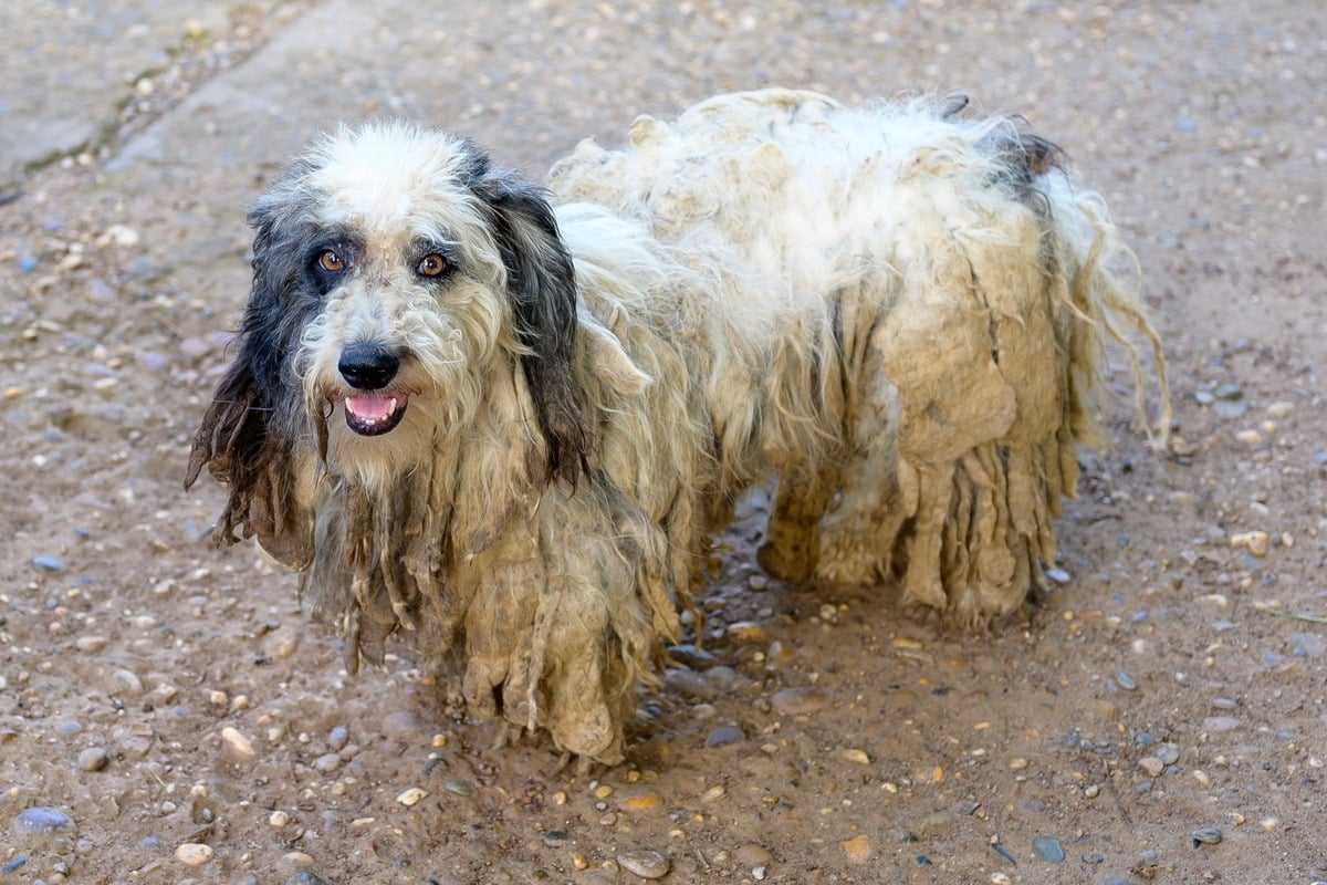 How to deal with matted dog hair: Cut, detangle, remove