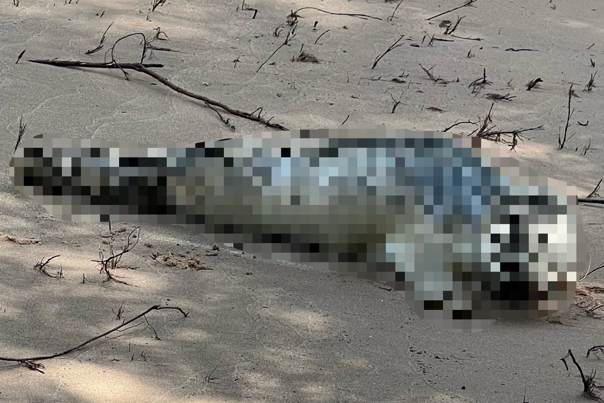 Spezieller Einsatz für die Polizei: Gefräßiges Raubtier am Ufer entdeckt