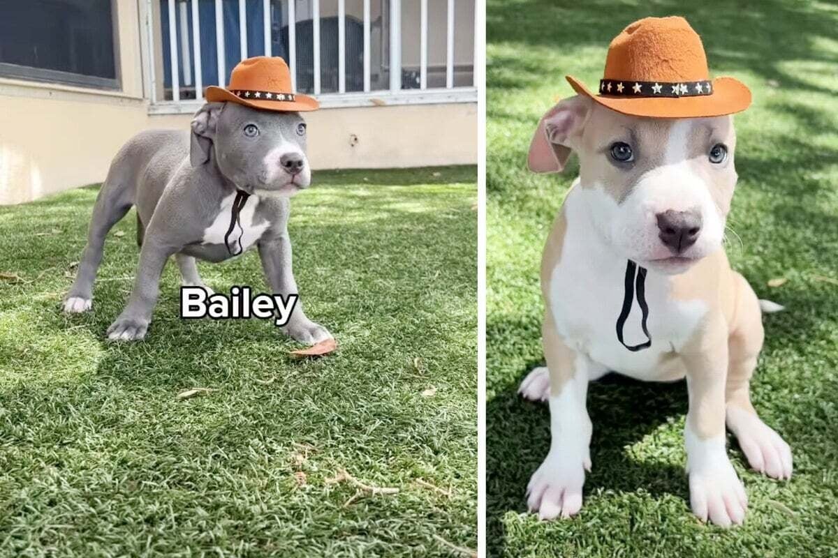 Dog shelter comes up with the cutest idea to help pitbull puppies find a home: "Put them in cowboy hats!"