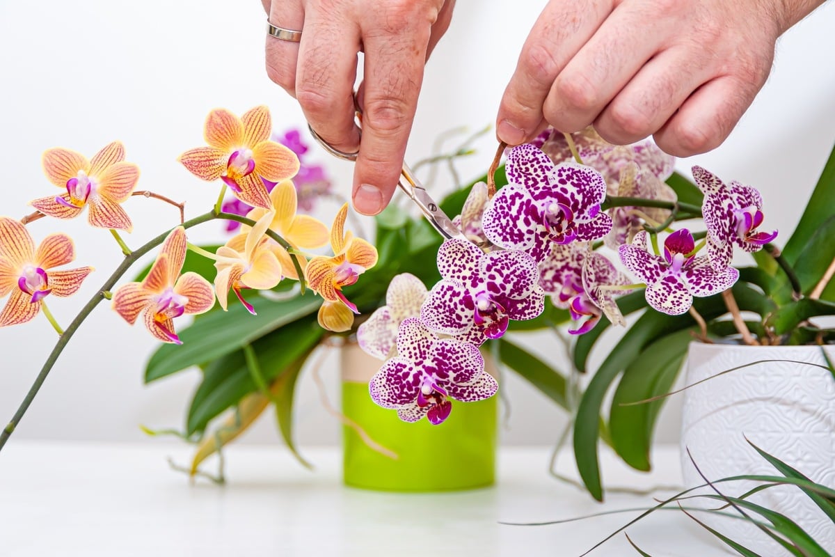 Orchideen richtig schneiden - So geht's