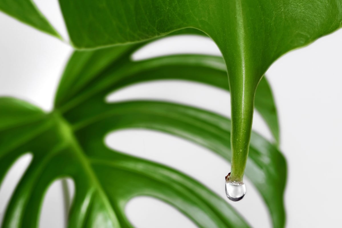 Pflanze tropft aus Blättern Ist diese Guttation schlimm?