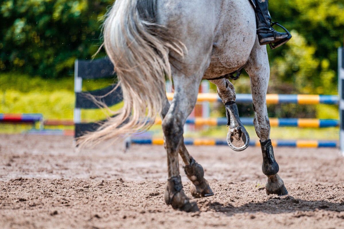 Drama bei Turnier: Pferd stirbt nach schwerem Sturz, Reiterin im Krankenhaus