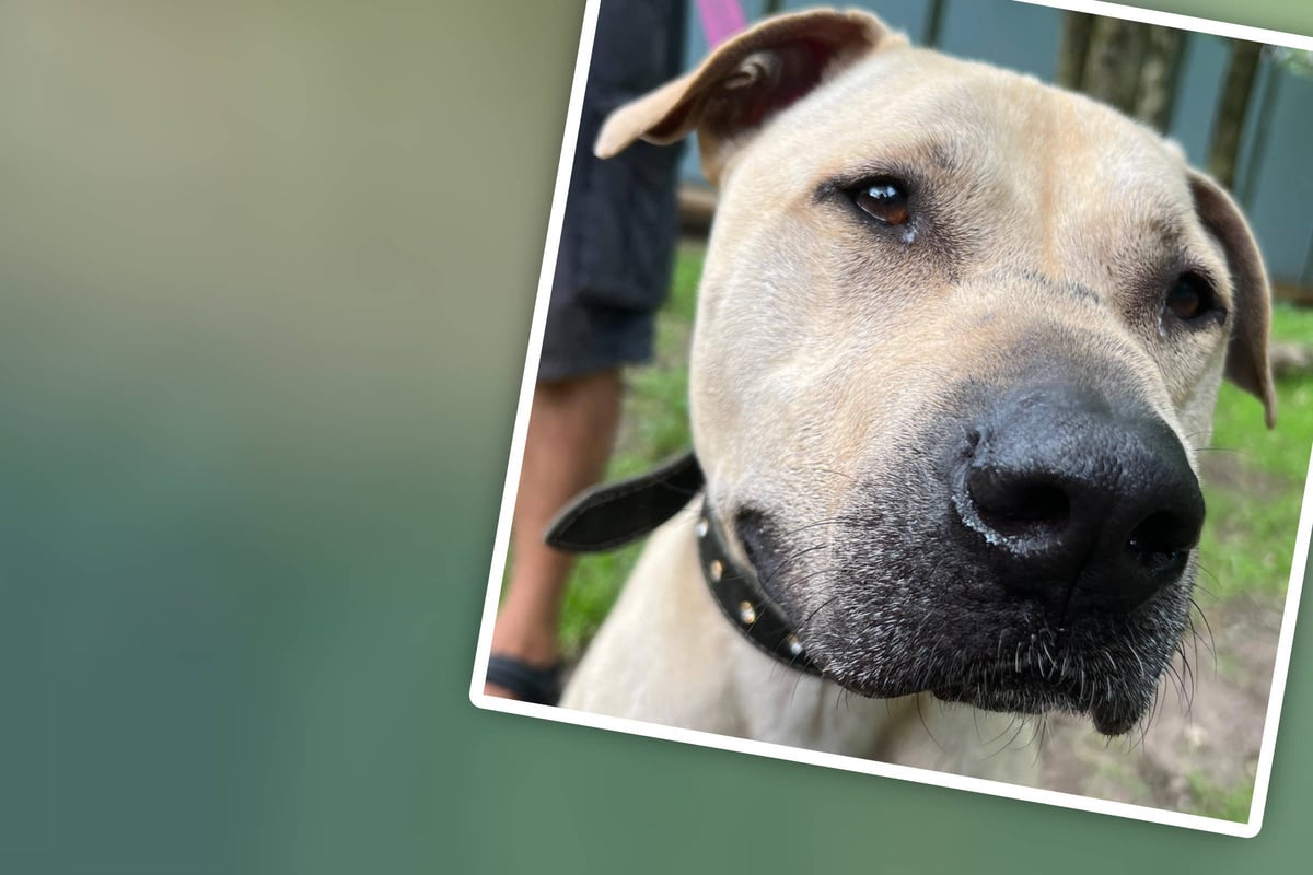 Hund Verliert Zähne Mit 7 Jahren Besitzer bringen Hund ins Tierheim: Mischling verliert zusehends an