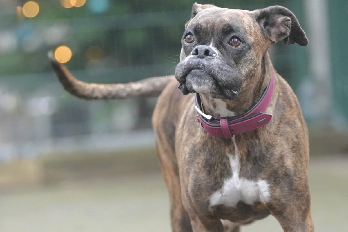 Hoffnung-auf-Happy-End-Wer-schenkt-Boxer-H-ndin-Sonja-ein-Zuhause-