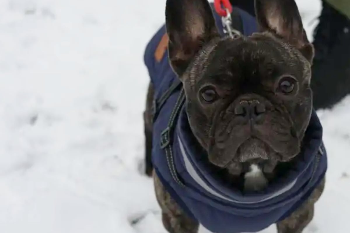 Bulldogge-Betty-k-mpft-trotz-medizinischer-Einschr-nkungen-Wer-schenkt-ihr-ein-Zuhause-