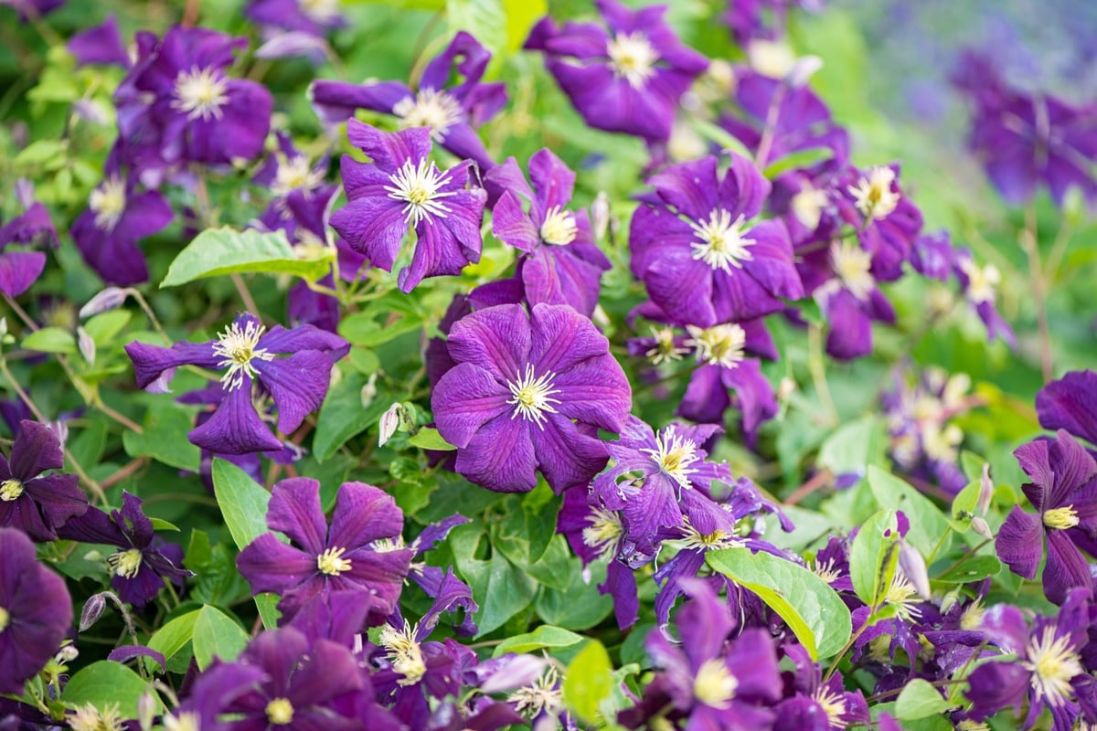 Clematis blüht nicht Diese Gründe stecken dahinter