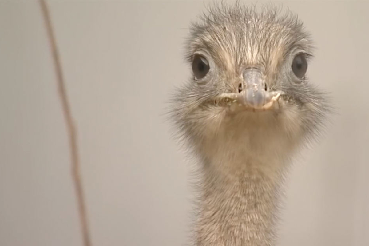 "Besonders helle sind sie nicht!" Was für Vögel holt sich