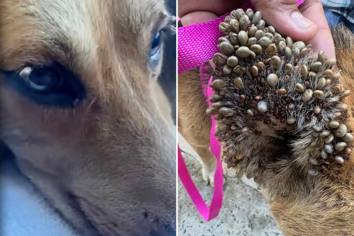 Stray dog's shocking tick infestation leaves rescuers dumbfounded: "I don't even have words"
