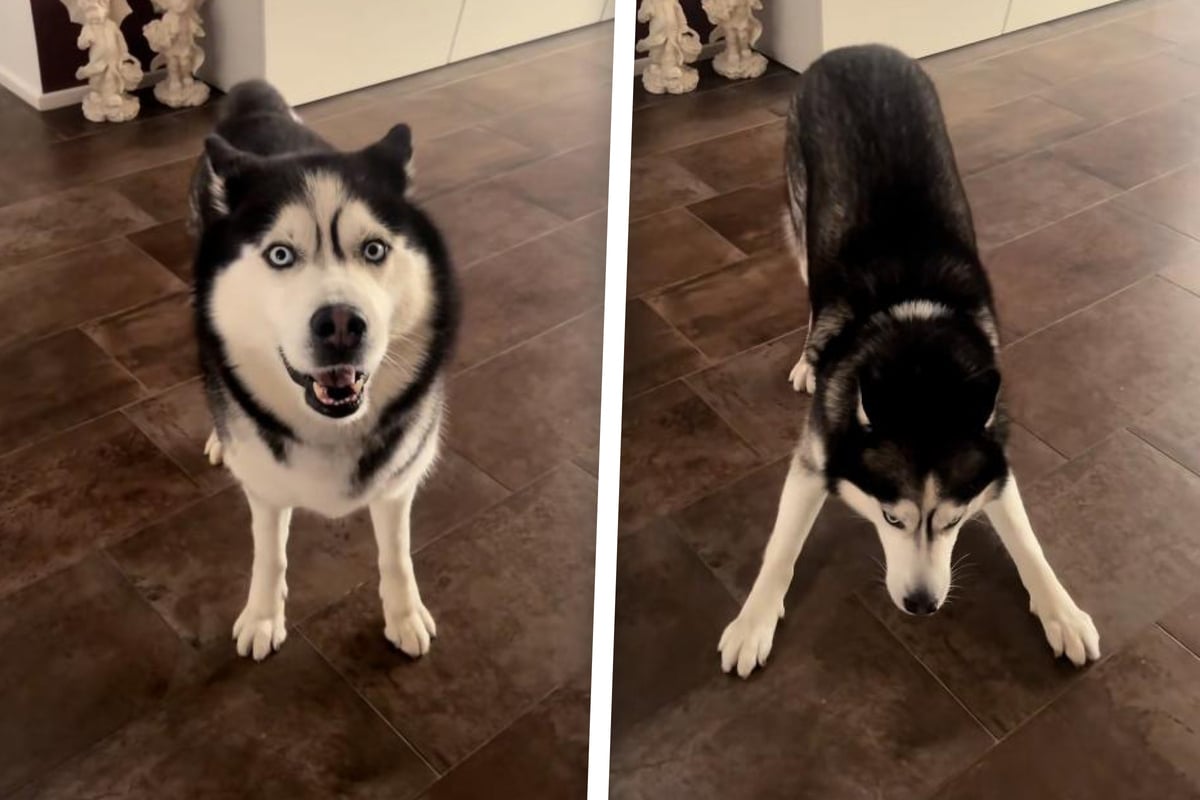 Er will doch nur spielen? Verwirrter Husky sorgt für Lachsalven