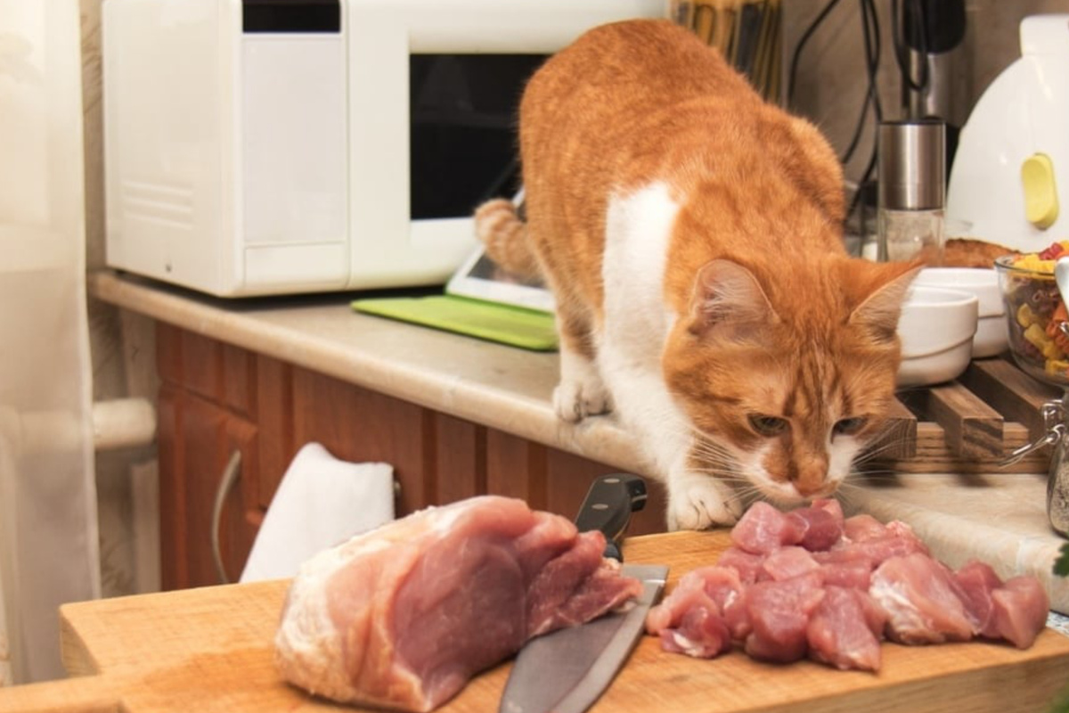 Dürfen Katzen Schweinefleisch essen oder besser nicht?