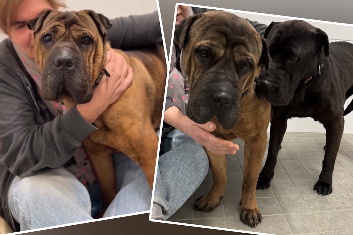 Unzertrennlich: Diese beiden Schmusehunde suchen ein neues Zuhause