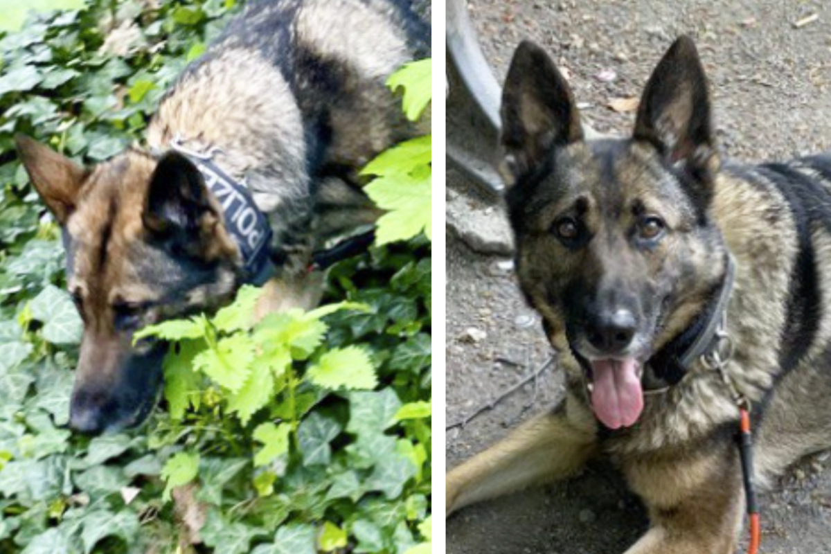 Spürnase erschnüffelt Drogenverstecke in der Hasenheide: Hund Emi präsentiert stolz ihren Fund