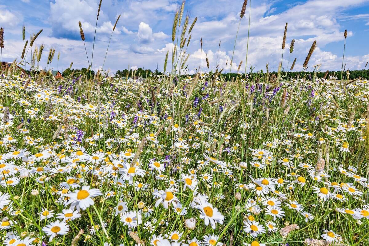 Blumenwiese ohne Umgraben anlegen Tipps & Infos