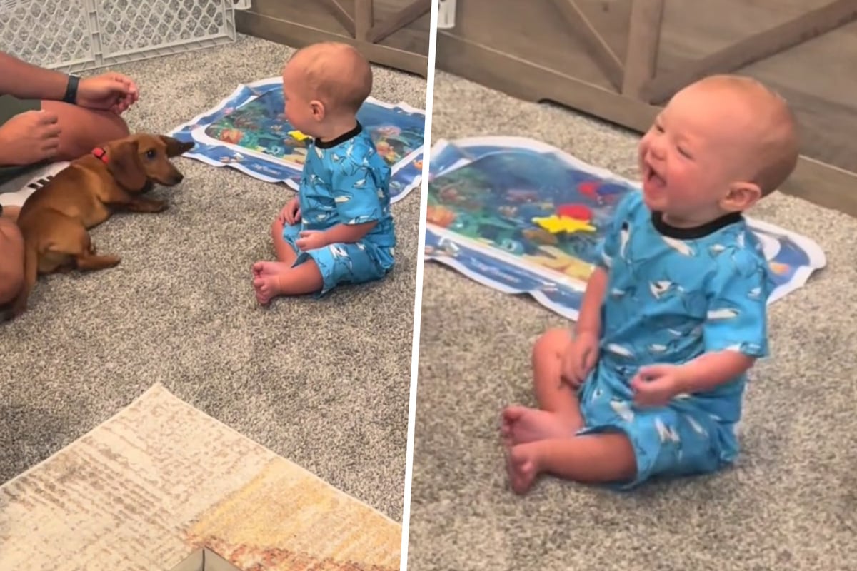 Baby lernt ersten Hund seines Lebens kennen: Kurz darauf hüpfen Millionen Herzen