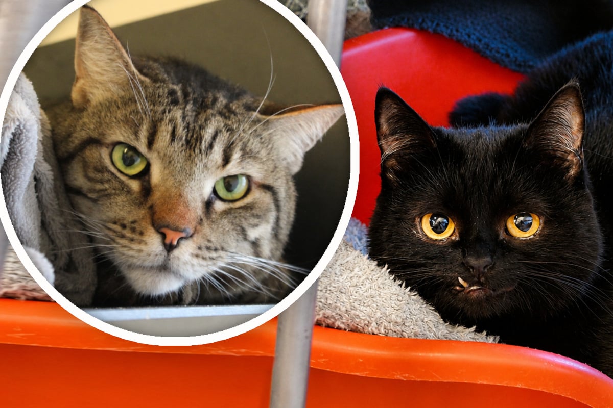 Katzen-Paar verliert Besitzer: Was wird nun aus Fr