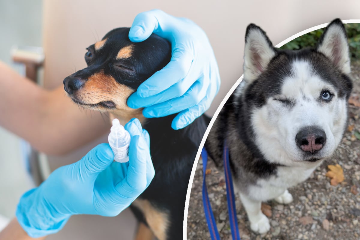 Glaukom-beim-Hund-Diese-Rassen-sind-besonders-oft-betroffen