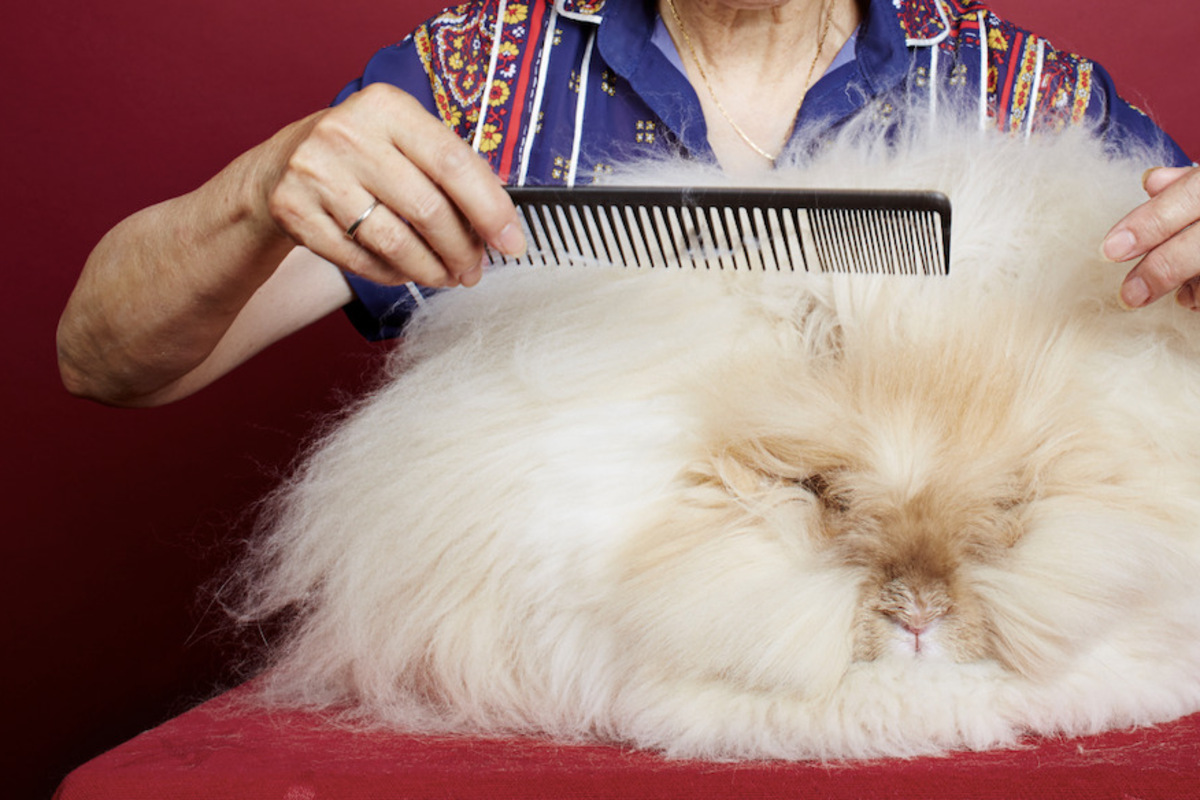 This rabbit is so ridiculously fluffy that it won a world record!