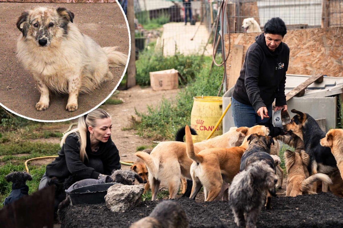 Rumanien Rettet Leben Ein Einblick In Die Beeindruckende Arbeit Von Pro Dog Romania