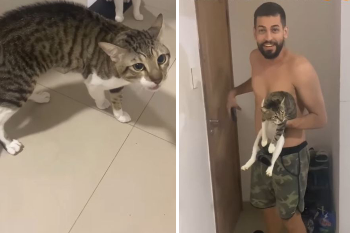 Mann freut sich, seine entlaufene Katze gefunden zu haben: Doch zu Hause trifft ihn der Schlag