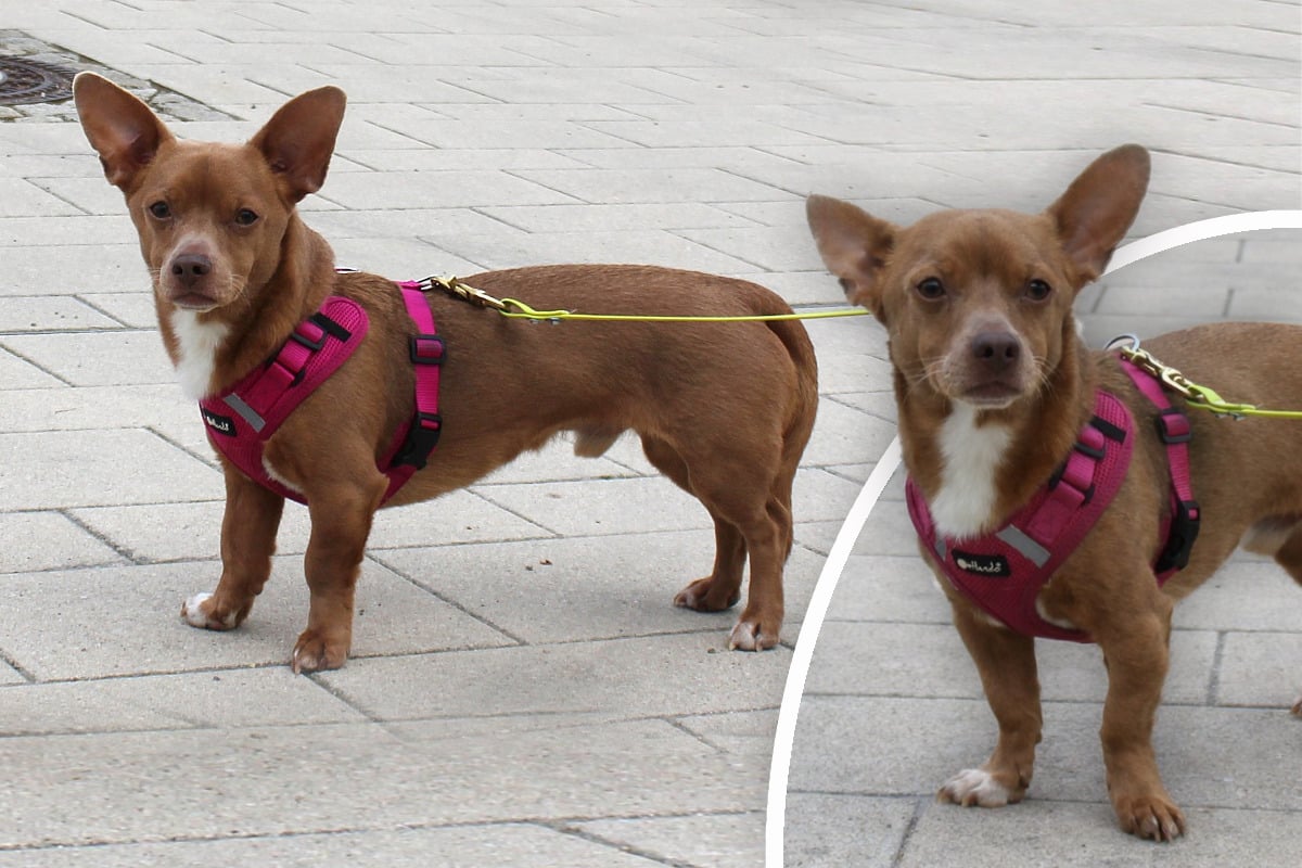 Nanu, was bist Du? Kurioser Mischling sucht besondere Menschen