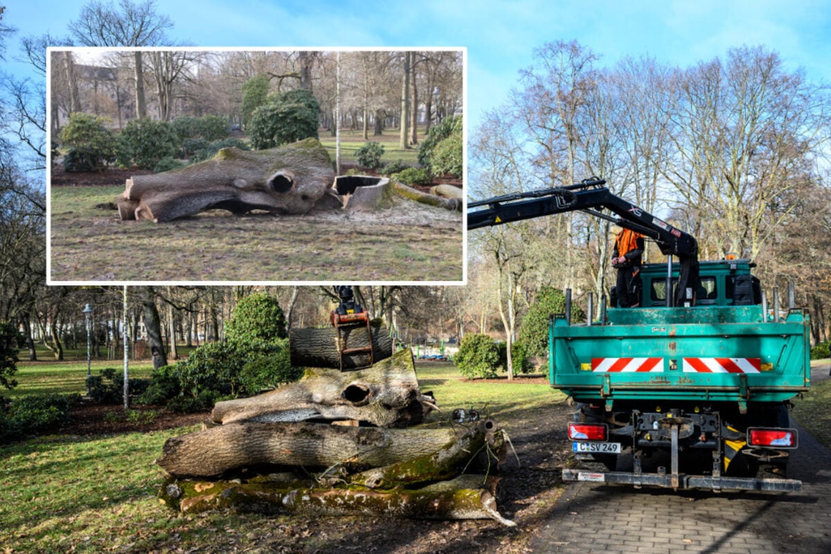 Schlossteich-Esche-war-ein-Sicherheitsrisiko-Alter-Baum-ist-jetzt-Geschichte