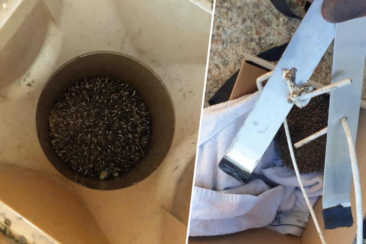 Prickly situation: Animal rescuers get creative in wild hedgehog rescue