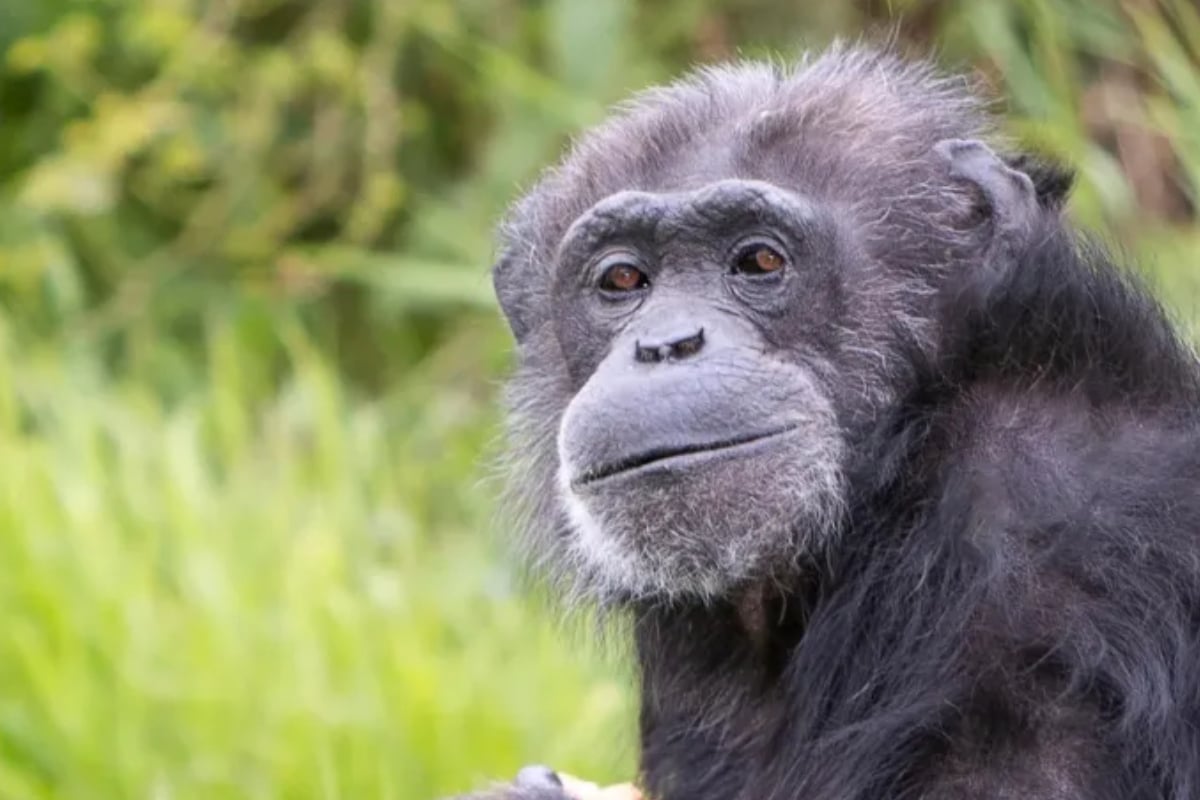 Nach-trauriger-Schock-Diagnose-Schimpanse-Koko-mit-52-Jahren-gestorben